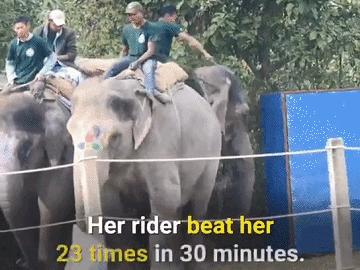 大象足球大赛,大象足球赛