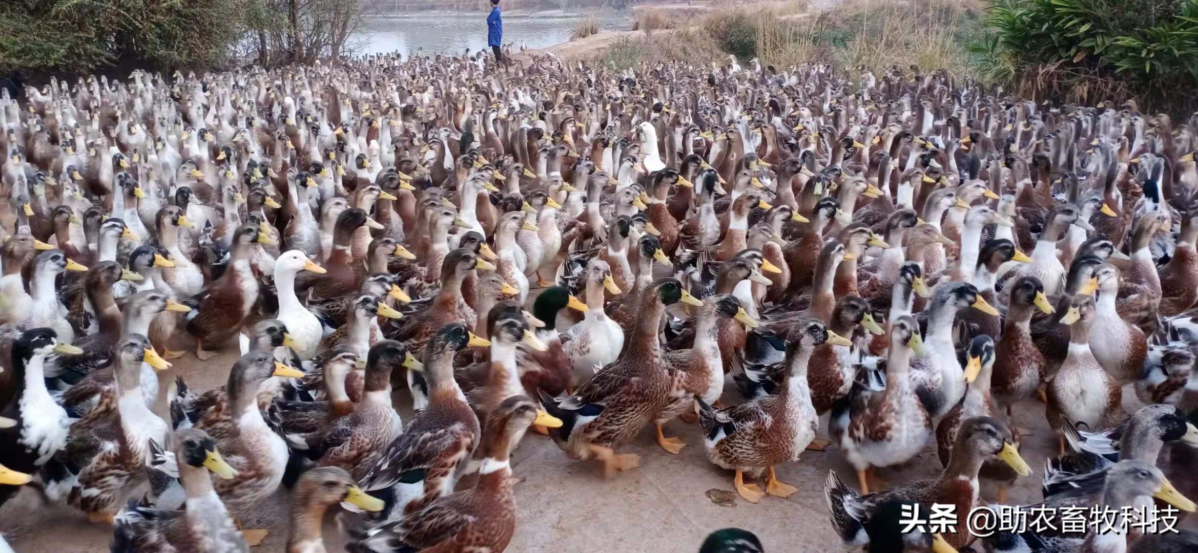 鸡鸭价格低迷销售困难怎么办？这几招来解困