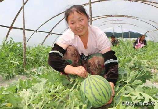 西瓜坐果后怎么样可增加西瓜甜度,为什么现在西瓜不沙了