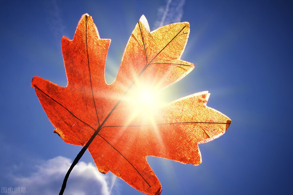 扑街网文作者是谁,扑街文学推书