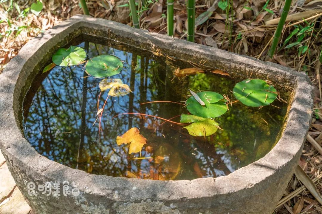 昆明高原明珠牛头宴,昆明附近哪里有世外桃源