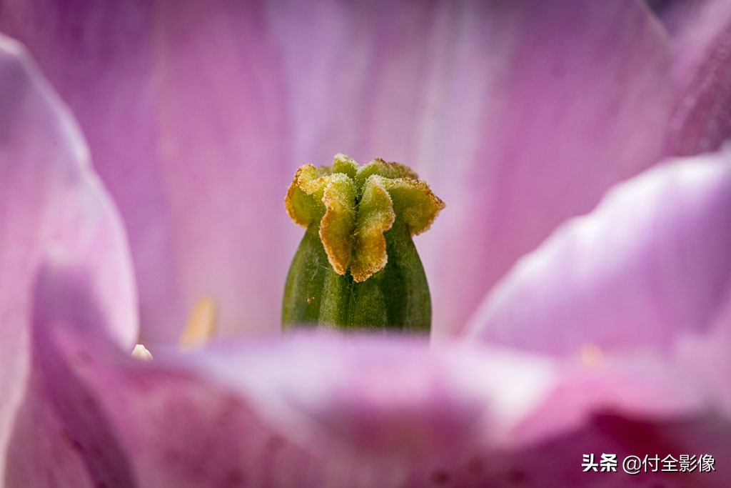 北京国际鲜花港门票优惠,北京国际鲜花港夏天