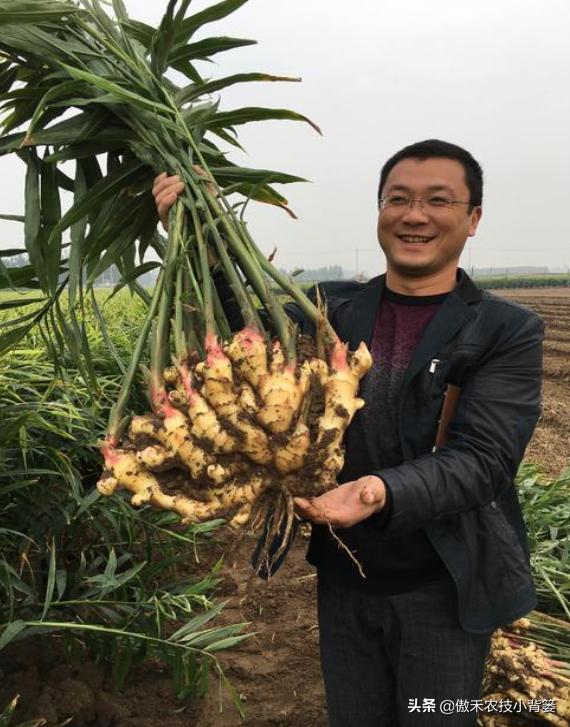 当前大姜种植管理事项,大姜管理很重要