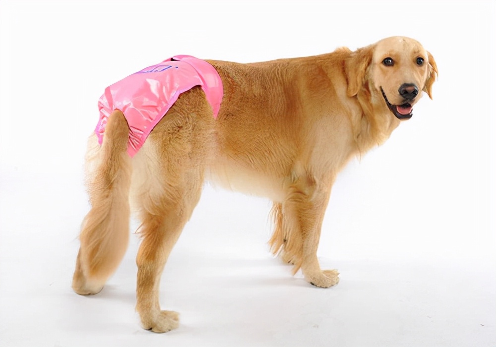 养狗狗经验,养宠经验狗狗补钙需要几天见效