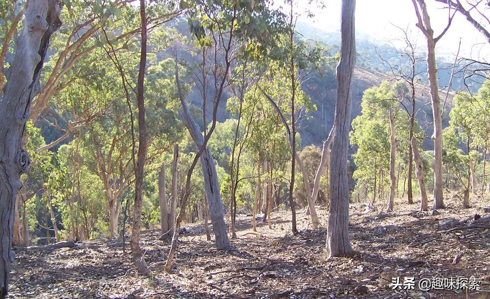 澳大利亚桉树怕火烧吗,火灾后的澳大利亚