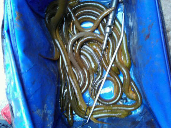 钓黄鳝怎么找洞,钓黄鳝找石头洞的技巧