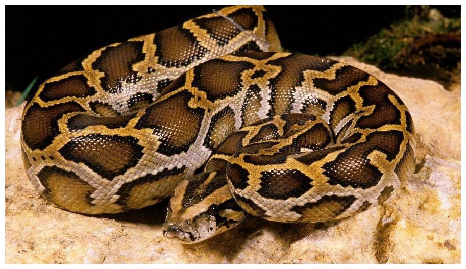 蟒蛇准备偷鸡吃被发现,巨大蟒蛇偷鸡被抓