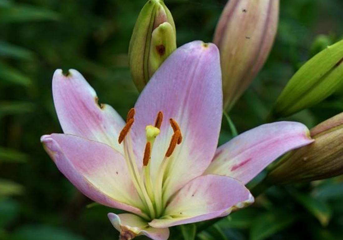 实验室无土栽培百合剥胚,百合种球的无土栽培