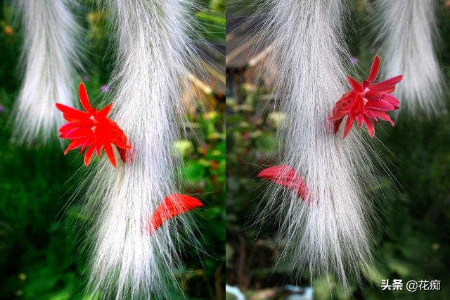 猴尾柱花苞的样子,猴尾柱开花品种大全