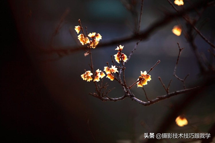 拍梅花怎么拍照片出高级感,拍梅花照片的技巧与方法