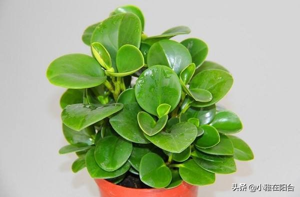 养碧玉叶子上可以喷水吗,养碧玉能养成独棵老桩吗