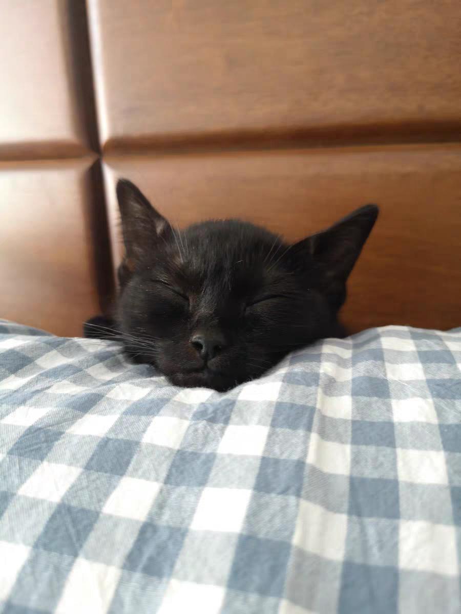 铲屎官推荐猫笼,铲屎官必备的猫粮推荐