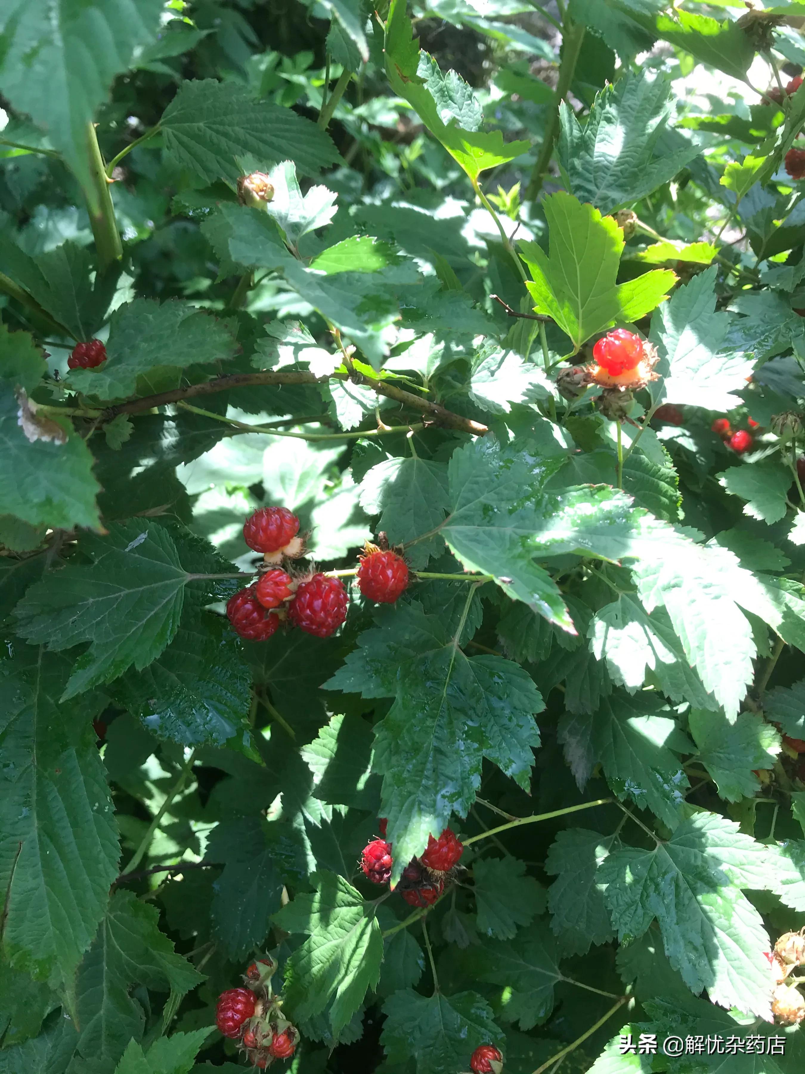 秦皇岛板厂峪长城公园,秦皇岛板厂峪长城