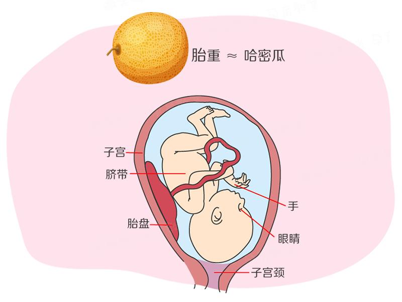 孕期39周胎儿发育标准,孕期胎儿40周发育过程图片