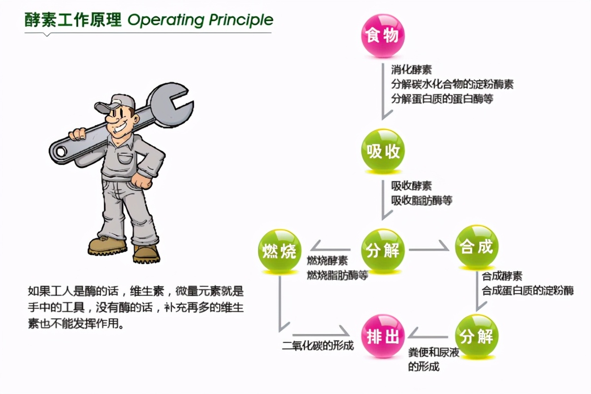 酵素这玩意儿到底有没有用,酵素真的能减肥吗