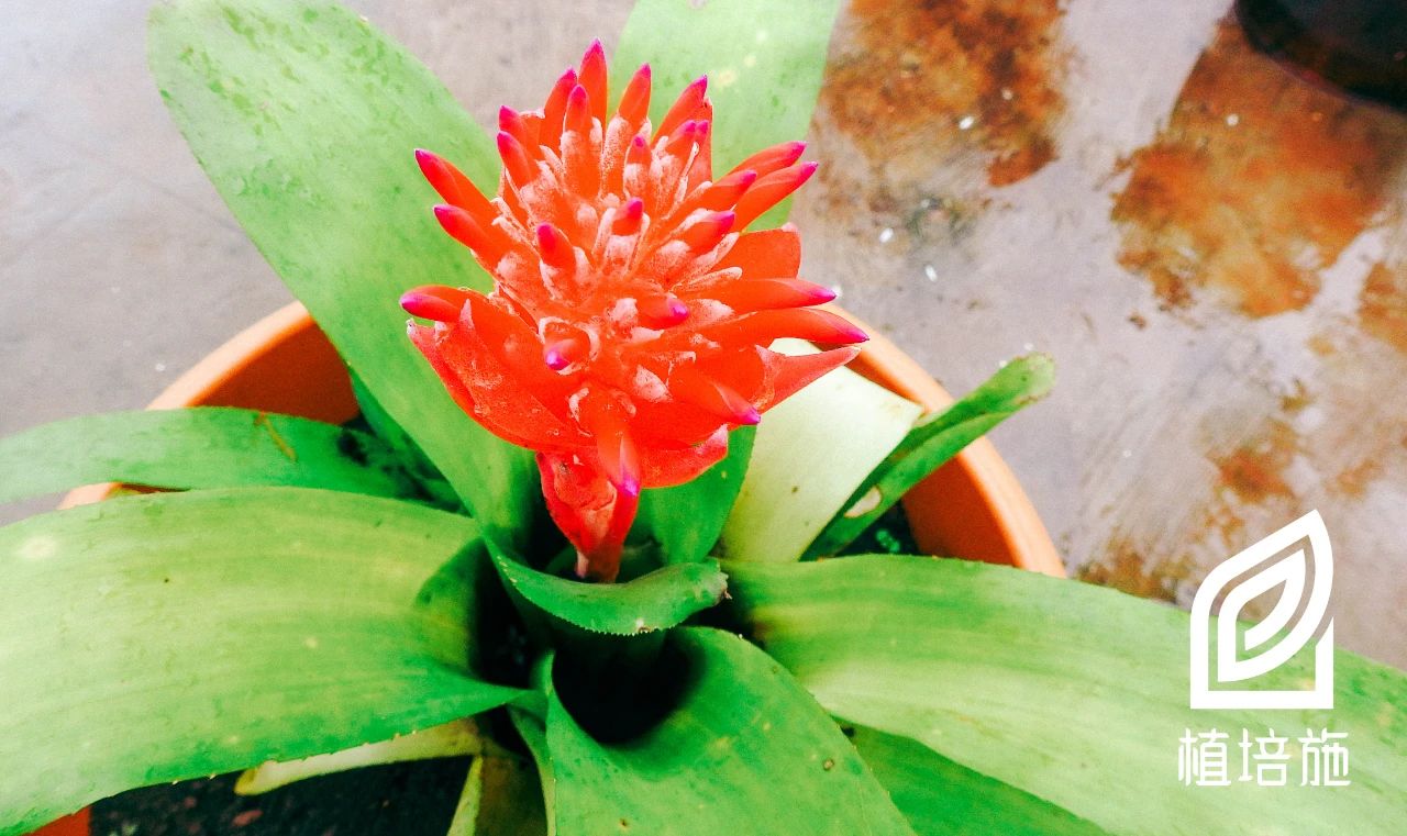 「植培施」水塔花Billbergiapyramidalis温室花卉栽培手册