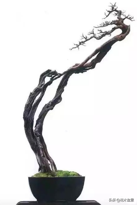 文人树盆景，宣泄一种情绪，吐露一种幽愤