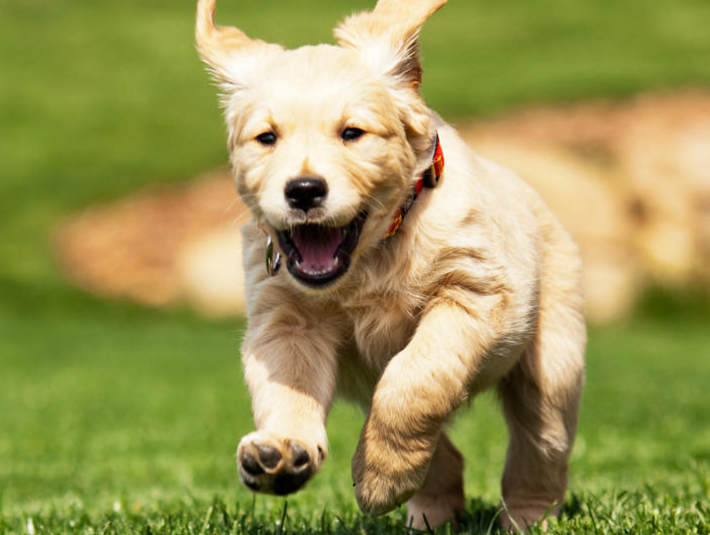 为什么狗特别兴奋时会乱咬,为什么狗兴奋