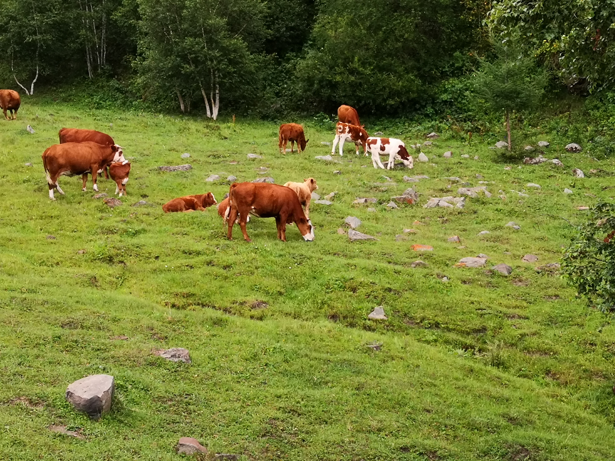 乌兰布统和红松洼哪个更值得去,辽宁乌兰布统草原旅游