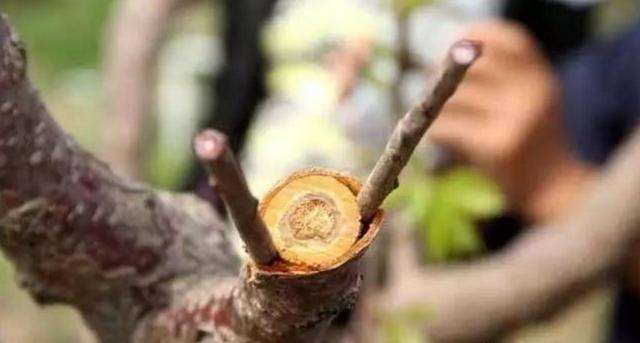 5元农村暴利生意,在农村一个月能赚两三千的生意