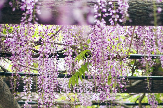 日本冈山旅游自由行,日本冈山旅游攻略