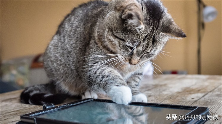 出远门猫咪一个人在家该怎么办,过年回家猫咪自己在家怎么安置