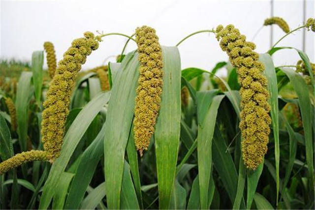 绿色食品谷子栽培技术,当地谷子栽培技术要点是什么