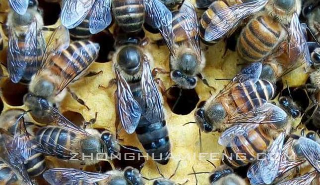 中蜂造脾最佳配方,中蜂多箱体加脾方法