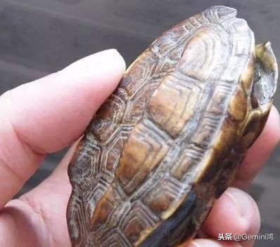 文玩小乌龟,文玩乌龟代表什么