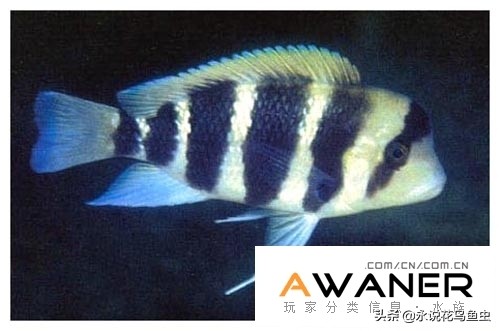 慈鲷品种及图片,慈鲷科都有哪些厉害的品种