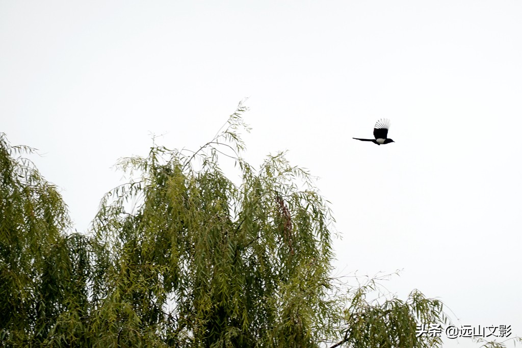 索尼黑卡二怎么拍,索尼黑卡2大光圈拍视频