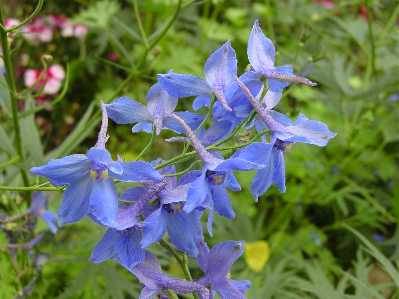 中药材飞燕草,中药飞燕草的功效