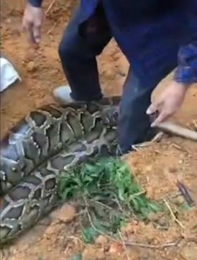 广东超大巨蟒,大山之间惊现神秘巨蟒