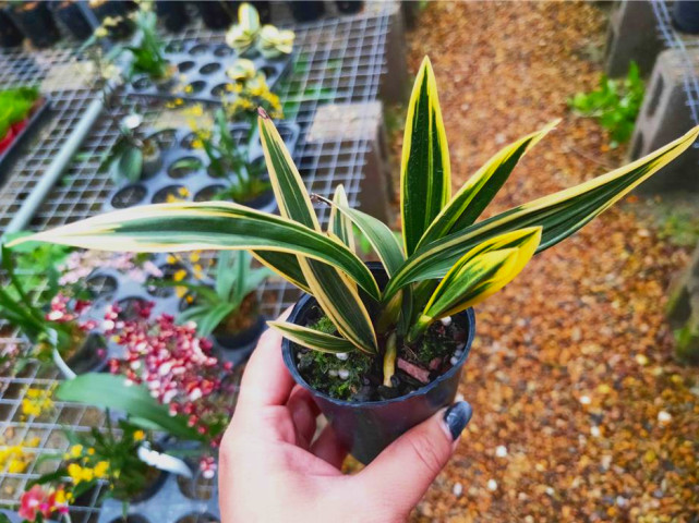 曾价值20万1苗，正格荷瓣，叶片带艺，花艺双绝，带你认识红神荷