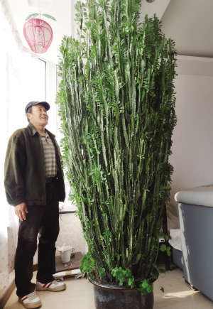 家里养的耐旱寓意好的花,什么盆栽花寓意好好养活不招虫