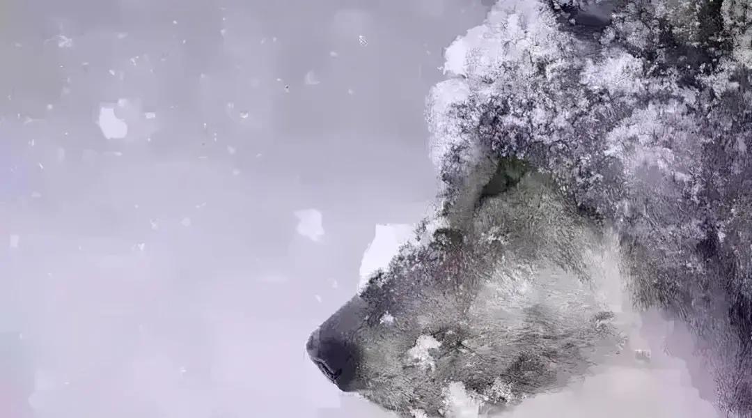 华为员工对华为的看法,华为员工点评任正非