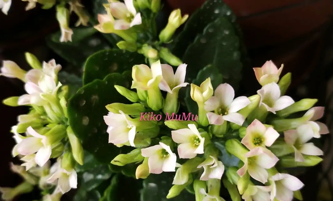 单瓣长寿花品种大全图,长寿花单瓣最好看的品种