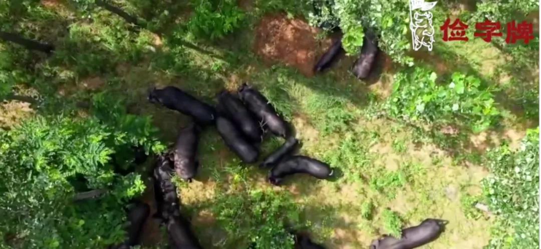 谊品生鲜开猪肉店,谊品猪肉开业