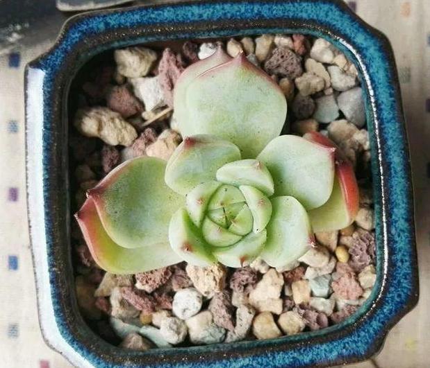 多肉褪色了怎么办,多肉褪色是什么问题