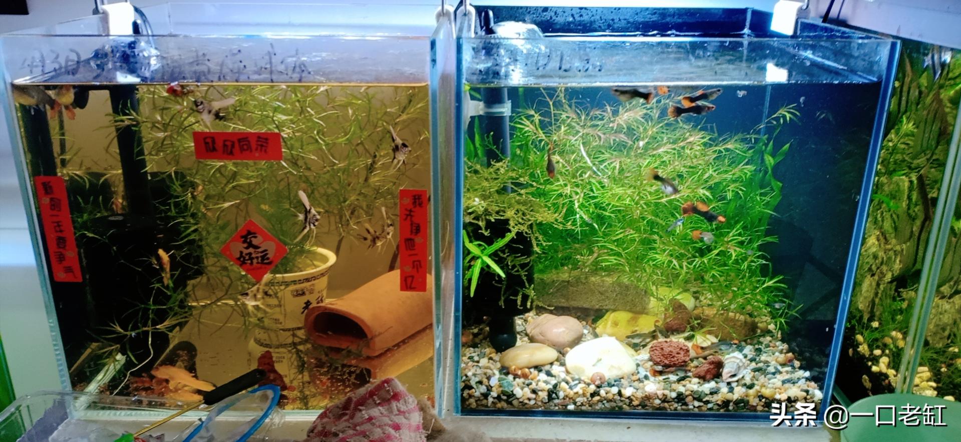 鱼缸养热带鱼方法,鱼缸养热带鱼知识与技巧