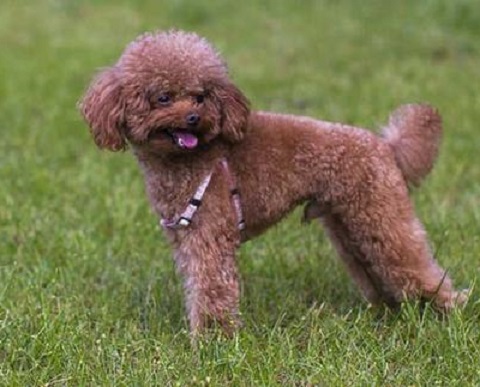 在网上买泰迪注意事项,购买泰迪幼崽