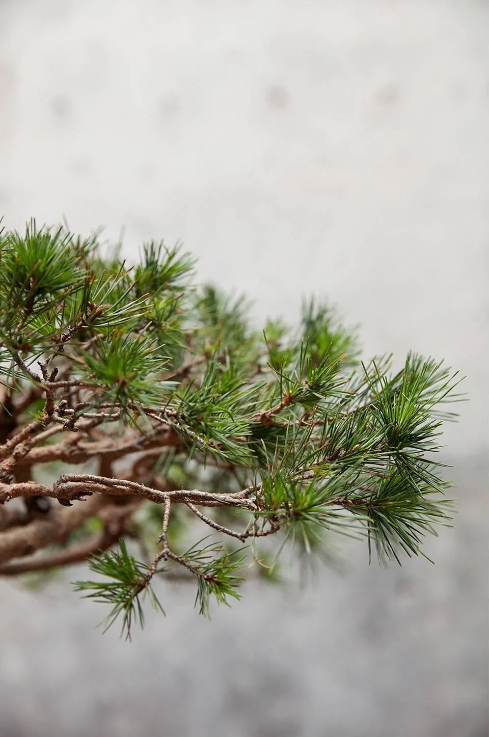 网球女王李娜的豪宅,网球女王李娜豪宅图片