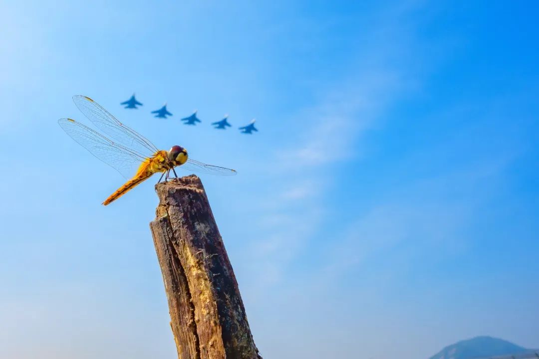 不保护就晚了！你最爱的干（小）脆（熊）面（猫）比大熊猫还濒危