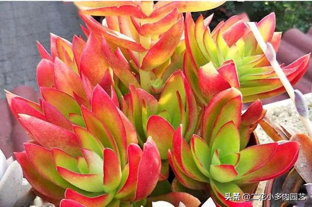 365种·常见花卉图谱，观果和多肉植物收藏篇