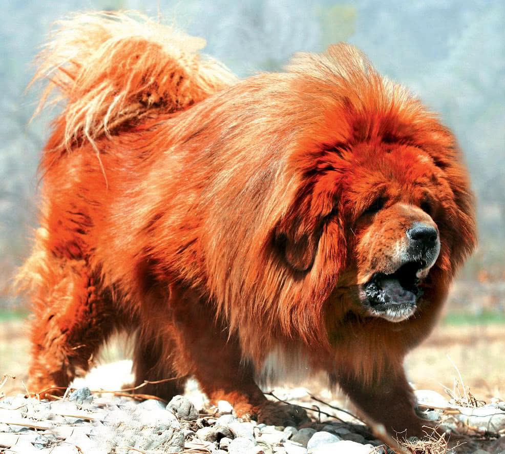 世界上六种猛犬排行榜,世界猛犬的前十名