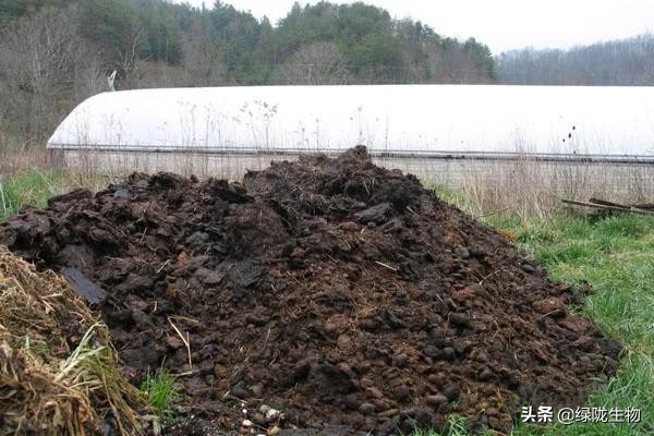 以前给作物用生鸡粪效果很好，现在却频繁烧苗病虫害，为什么？