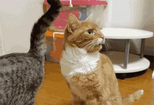 猫咪放屁屎臭正常吗,猫咪放屁臭是什么情况