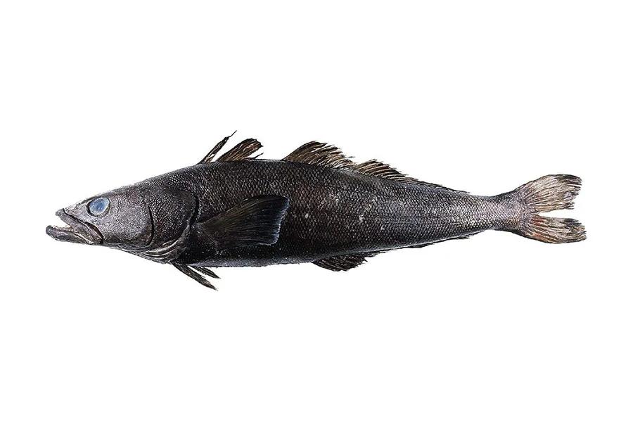 中国本土正宗鱼类品种大全,进口鱼类最新消息