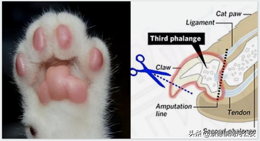 “割声带、截肢、电击，当爱变成我的噩梦”