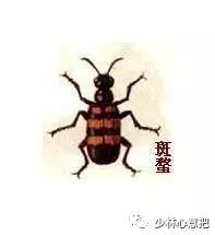 中药图片大全名称,中药图片大全带药名高清